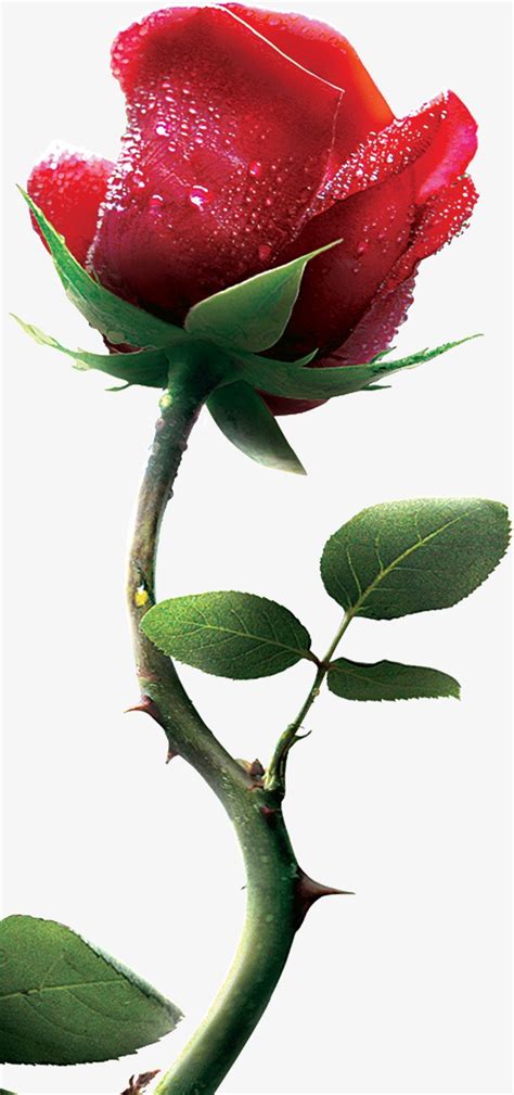 圓形 設計 玫瑰花的刺